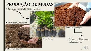 Produção de mudas de mulungu  Erythrina velutina [upl. by Kirstin]