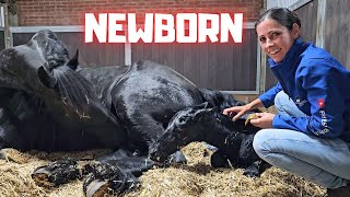 Welcome to the world newborn Yfke I have to help  This is very special  Friesian Horses [upl. by Arron140]