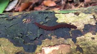 Velvet worm Onychophora on Pulau Ubin [upl. by Enorel]