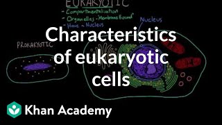 Characteristics of eukaryotic cells  Cells  MCAT  Khan Academy [upl. by Kayle]