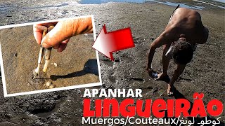 APANHAR LINGUEIRÃO PARA AS DOURADAS E PARA O PETISCO PODE SER SUPER DIVERTIDO 🍴😋MUERGOS كوطوـ لونغ [upl. by Ran]