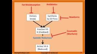 Fat Soluble Vitamin Deficiencies Hemorrhagic Disease of the Newborn Vitamin D3 K A [upl. by Nena978]