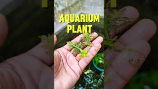 Hygrophila difformis shortvideo aquarium fish shortvideo hindi viralvideo sdaqua2381 [upl. by Aleafar277]