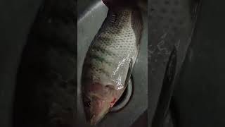 Amader pukur theke ai fish doreche [upl. by Atinuj175]