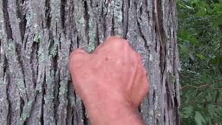 Shell Bark Hickory vs Shag bark hickory [upl. by Atis636]