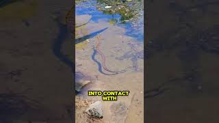 The Inland Taipan Snake wildlife kingcobra kingsnake animals trending shorts feed [upl. by Udell187]