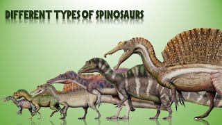 The 14 Different Types Of Spinosaurs [upl. by Harness516]