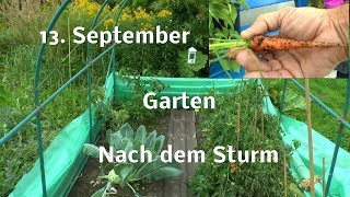 Garten mitte September Chaos nach dem Sturm [upl. by Stone336]