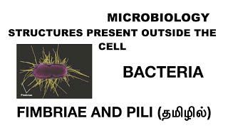 Fimbriae amp Pili  Structures present outside the cell  Bacteria  Tamil [upl. by Eilsel]