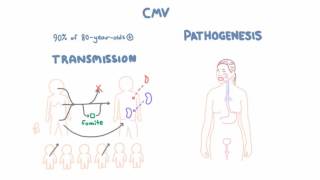 CMV Virology  Epidemiology and Pathophysiology [upl. by Aramac]