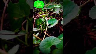 औषधी पौधा जरूरी जानकारी Centella asiatica  मंडूकपर्णी  गोतुकोला  Medicinal plant  Ayurvedic [upl. by Gignac]