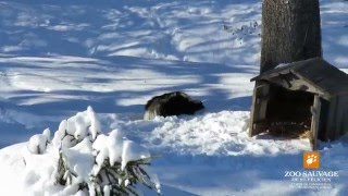 Jour de la moufette 2016 Zoo sauvage de St Félicien [upl. by Ardnassela554]