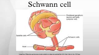 Schwann cell [upl. by Laufer]