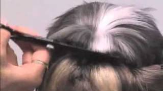 Super Styling Session Shih Tzu Grooming Tips [upl. by Shaughnessy]