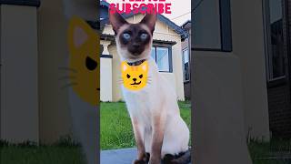 Cat sounds shorts catpets cute [upl. by Oriole]