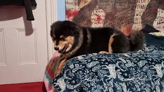 Barking and Grumbling Finnish Lapphund Puppy [upl. by Atener]