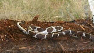 California King Snake eats a Pacific Rattlesnake 3x Speed [upl. by Ambler]