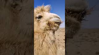 The Incredible Adaptation of Camels animals camel desertanimal ytshorts Wildlife [upl. by Hosbein]