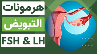 8دورة الطمث وعلاقتها بتغير نسب هرمونات التبويض وشرح مراحل التبويض بشكل مبسط  Menstruation cycle [upl. by Karilynn]