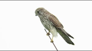 juvenile Common Kestrel  Falco tinnunculus  Torenvalk  Mortsel  Belgium  September 2024 [upl. by Waterman409]