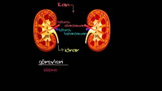 Böbrek Fonksiyonu ve Anatomisi Sağlık ve Tıp [upl. by Essilevi95]