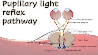 Pupil 1  Pupillary light reflex pathway [upl. by Hui]