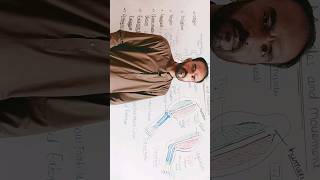 Extensor and flexor muscles mdcatbiology biology biology lifescience mdcatbiologylectures mdc [upl. by Oscar698]