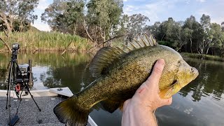 Yellowbelly Fishing  Golden Hour on the Murray [upl. by Anitnuahs]