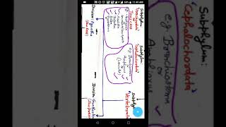 Phylum Chordata classification [upl. by Aivatnahs601]