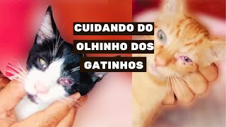 Cuidando do Olho dos Gatinhos Vermelho e Lacrimejando [upl. by Osmund694]