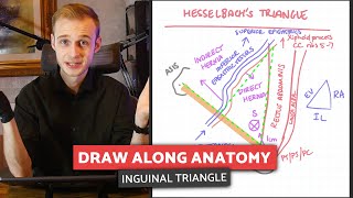 Inguinal Ligament amp Hesselbachs Inguinal Triangle  Draw Along Anatomy [upl. by Ahseinod295]