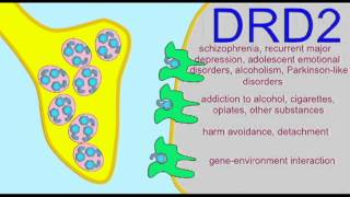 AP1 BRAIN DOPAMINE RECEPTORS [upl. by Saref]