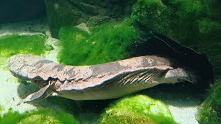 Chinese Giant Salamander at London Zoo [upl. by Noryt]