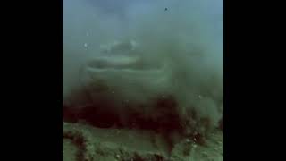 The Pacific angelshark Squatina californica is a species of angelshark family Squatinidae [upl. by Argyres491]