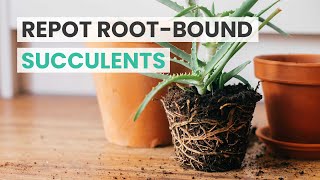 REPOTTING TIPS  HOW TO REPOT ROOTBOUND SUCCULENTS  REPOT SUCCULENTS [upl. by Ama809]