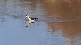 Blacknecked Stilt Riparian Preserve at Water Ranch Gilbert AZ USA [upl. by Anairotciv]