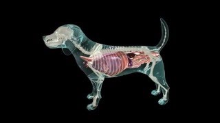 Glass Dog Anatomy [upl. by Emad]