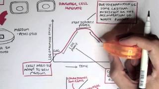 Microbiology  Bacteria Growth Reproduction Classification [upl. by Kinimod]