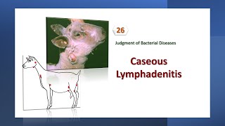 Lecture 26 Caseous Lymphadenitis التهاب العقد الليمفيه الجبني [upl. by Ybrad32]