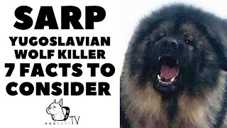 Before You Buy a Dog  SARPLANINAC  7 facts before you choose them DogCastTV [upl. by Gnep]