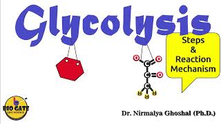 Glycolysis step by step explanation competitiveexams [upl. by Schouten253]