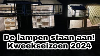 De lampen staan aan  Duivinnen bespreken  Kweekseizoen gaat beginnen  Postduiven [upl. by Golliner]