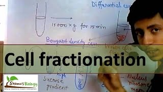 Cell fractionation [upl. by Anabella689]