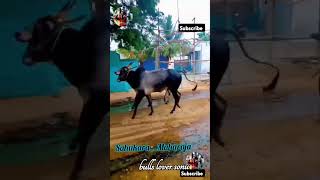 sureah bulls sahukara and Maharaja pls do subscribe and bulls lover sonu [upl. by Jordans]