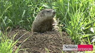 Controlling WoodchucksGroundhogs [upl. by Alyel]