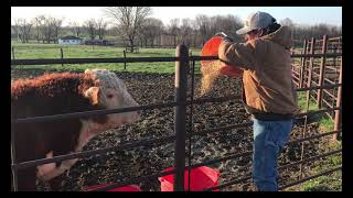 Synchronizing Heifers  Livin On The Farm [upl. by Hach]