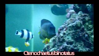 Ctenochaetus binotatus  Blue Eyes Tang [upl. by Rhu186]