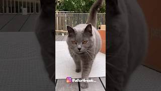 Chartreux cat catbreeds viral ytshorts chartreux breeds shorts [upl. by Anuahs]