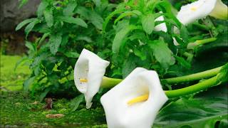 Zantedeschia aethiopica [upl. by Ellicec]