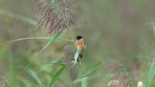 東亞石䳭 Amur Stonechat [upl. by Evin]